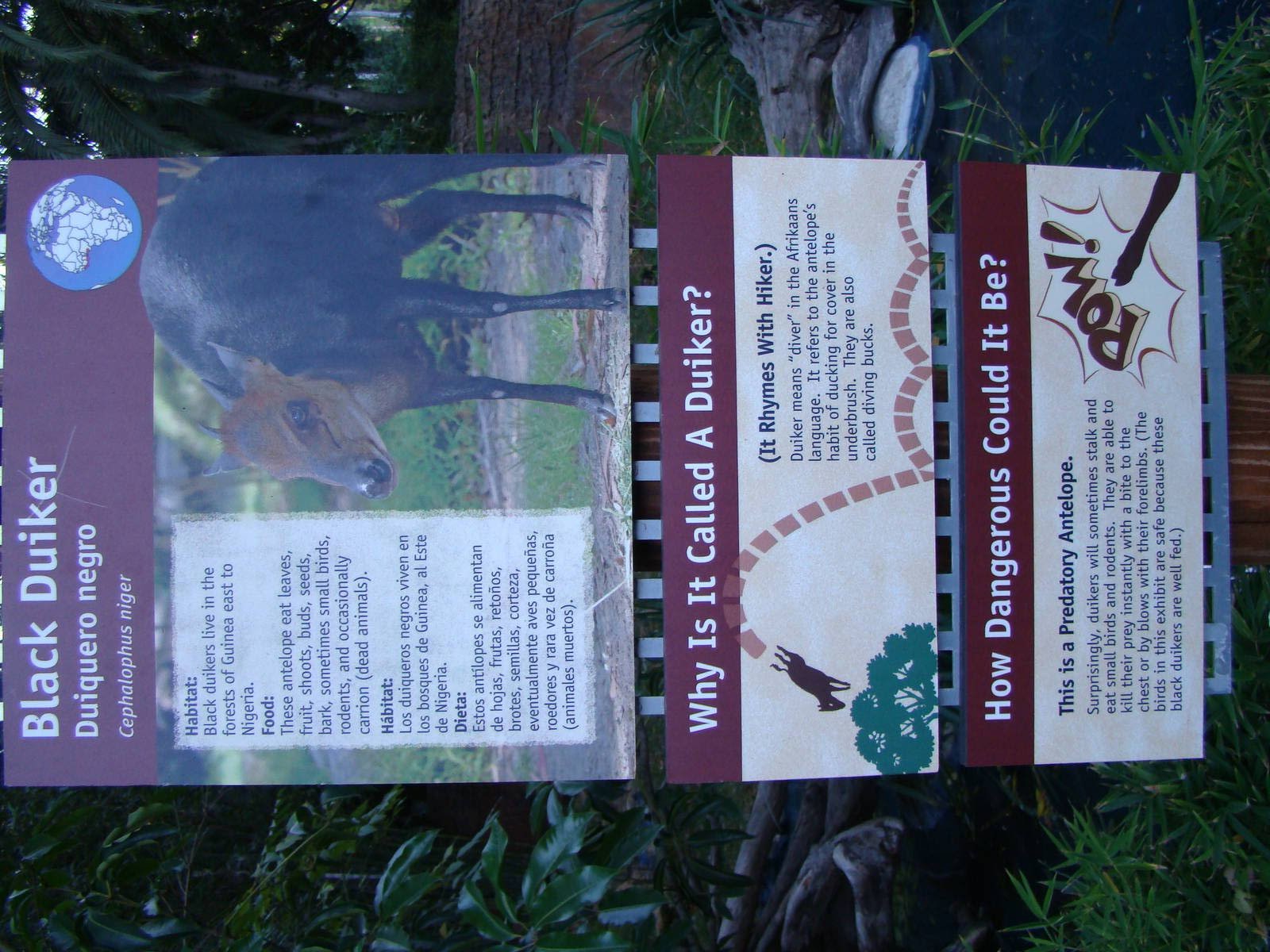 Black Duiker exhibit sign