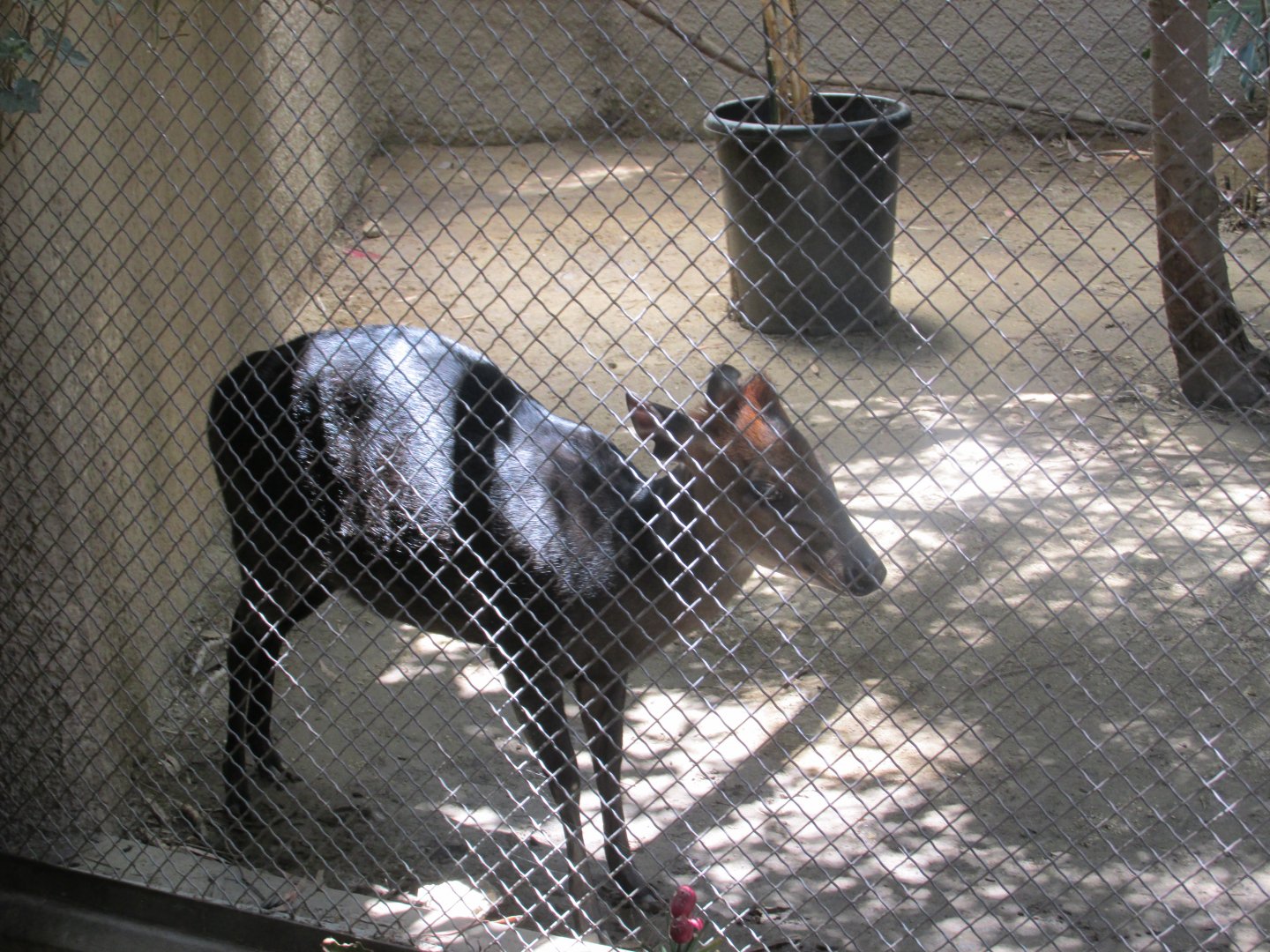 Black duiker Los Angeles zoo 2017