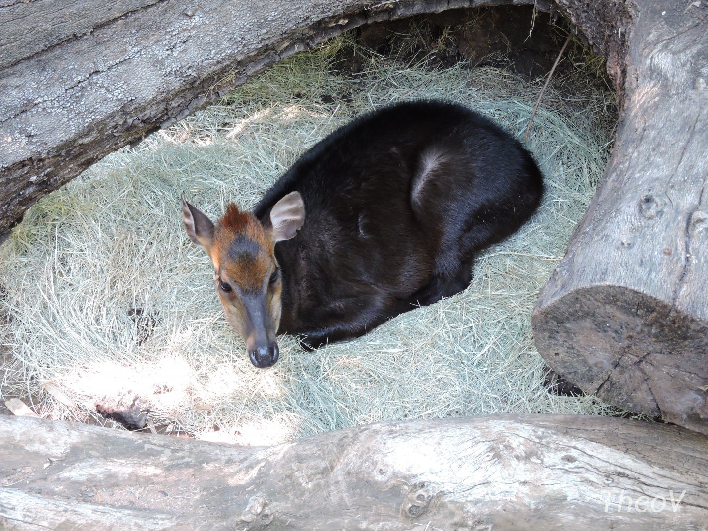 Black duiker - Lost Forest [2015]