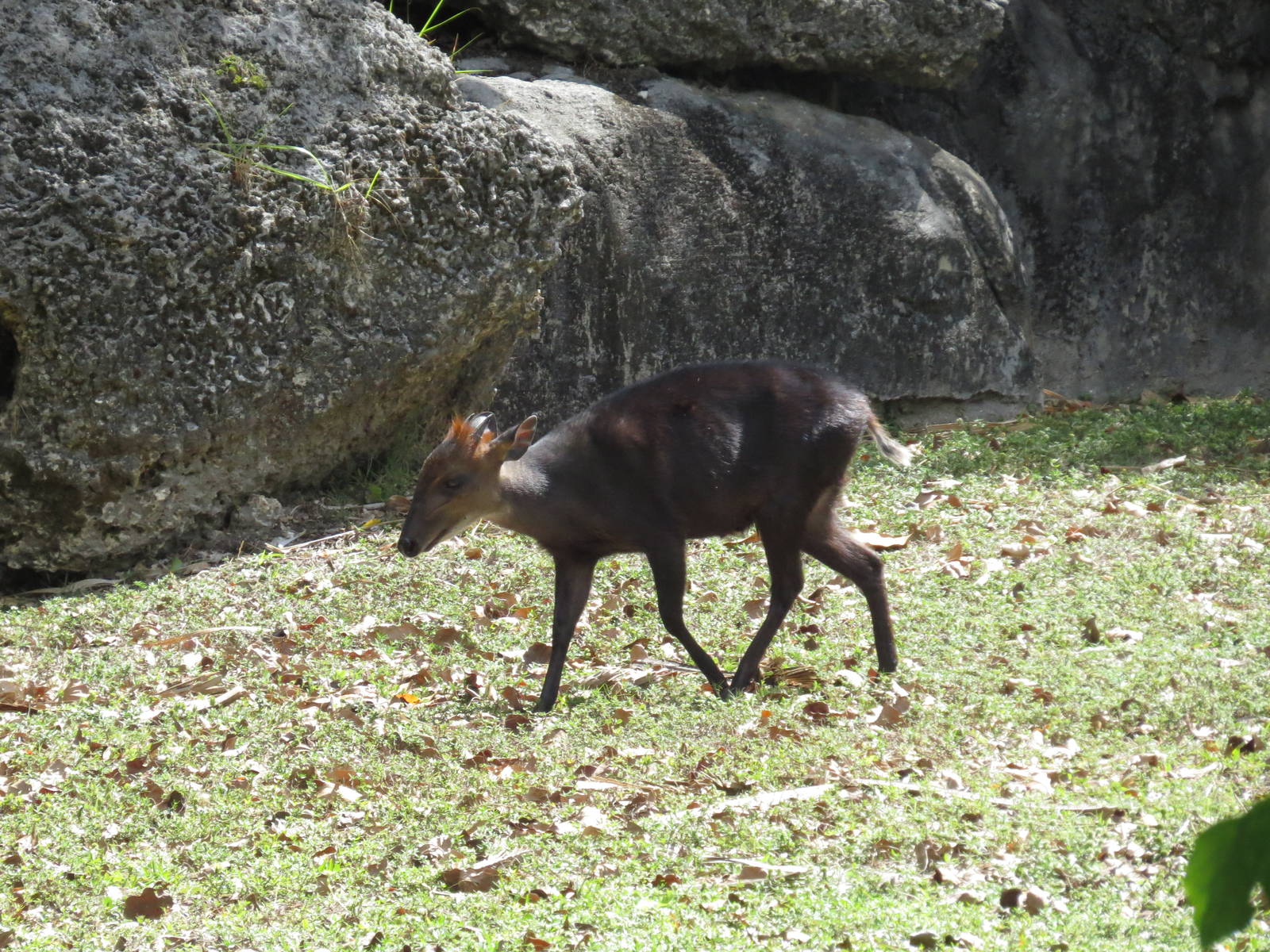 Black duiker, March 2015