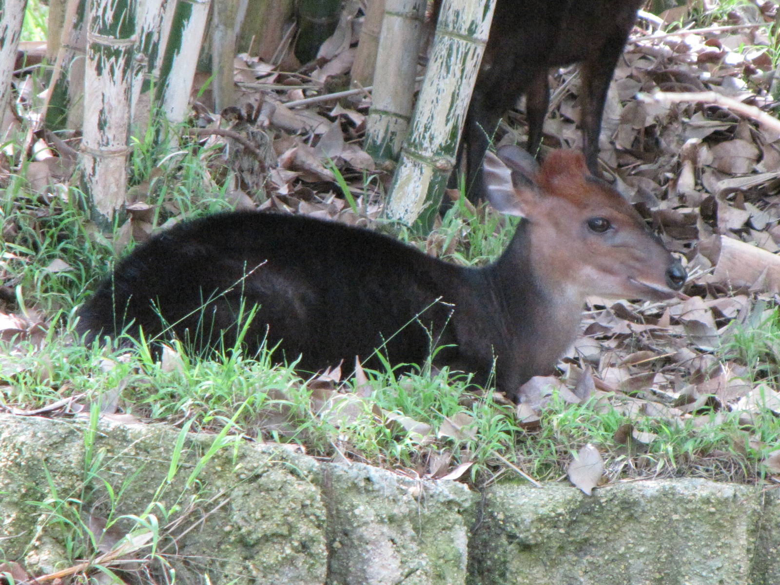 Black Duiker Outdoor Habitat