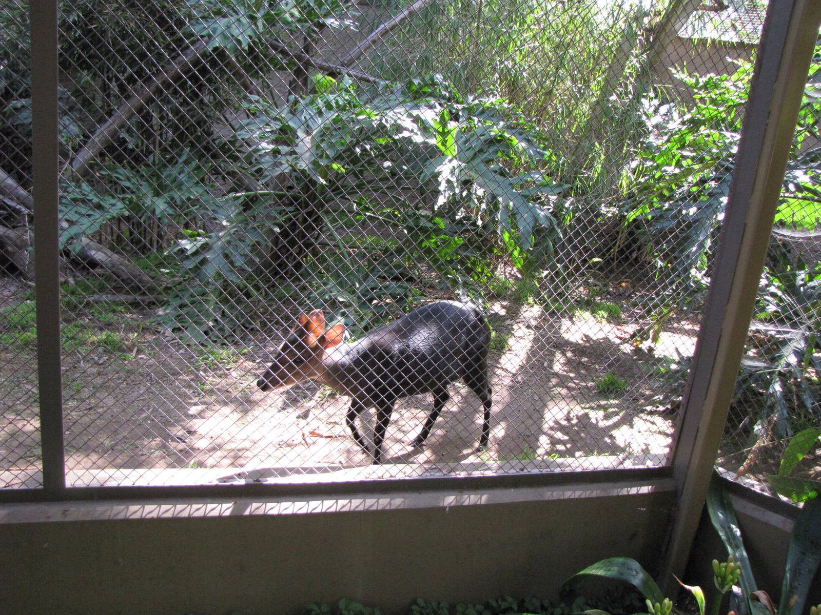 Black Duiker Roundhouse Enclosure