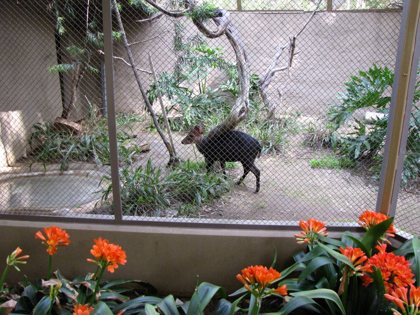 Black Duiker Roundhouse Enclosure