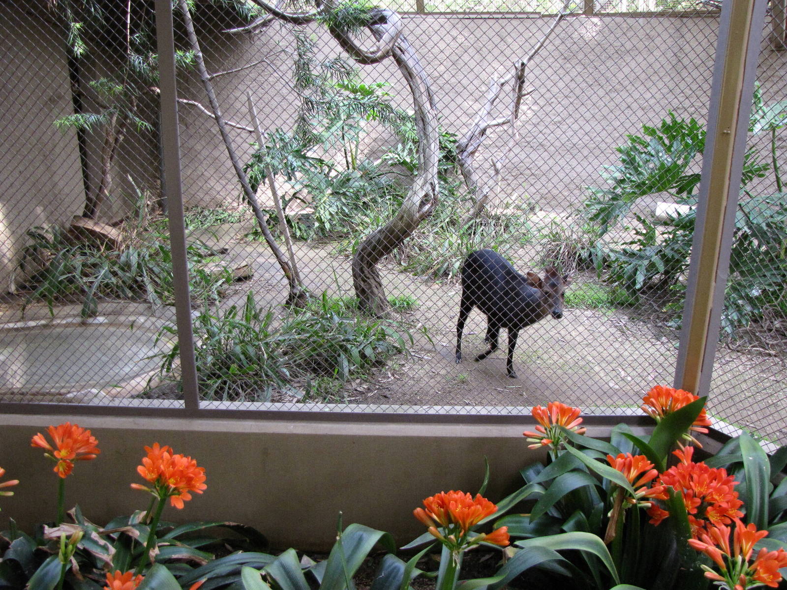 Black Duiker Roundhouse Enclosure
