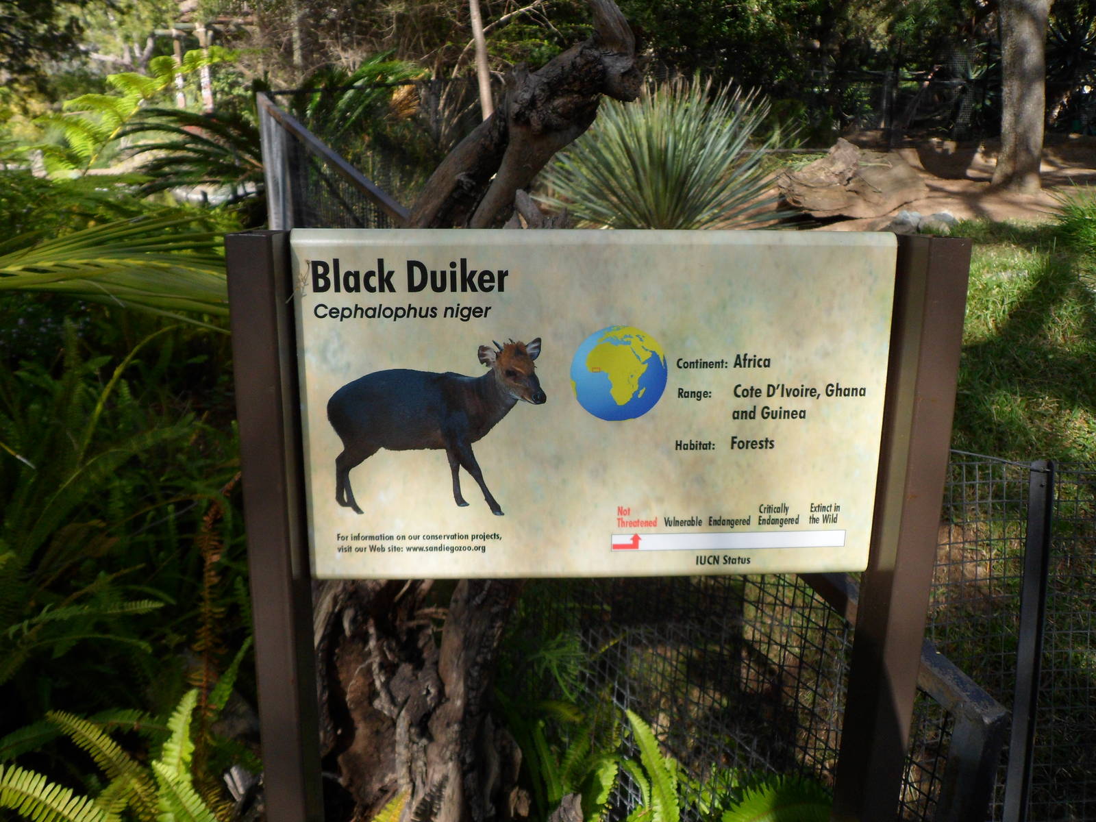 Black Duiker Sign