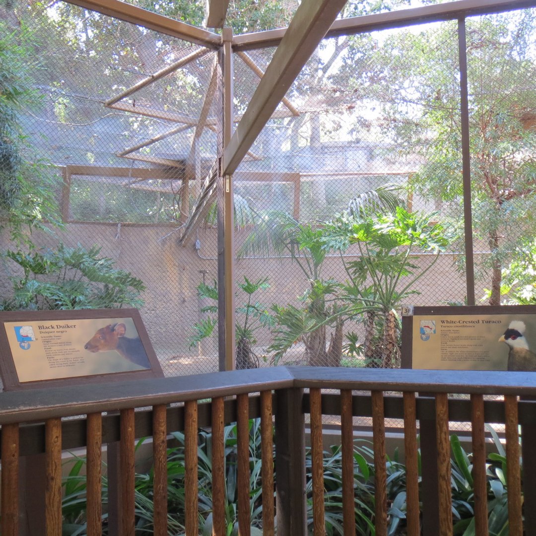 Black Duiker / White Crested Turaco Exhibit