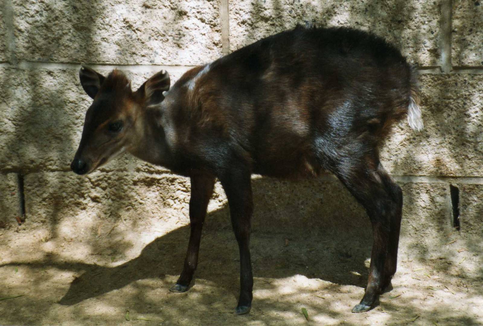 Black Duiker, Zoo Los Angeles