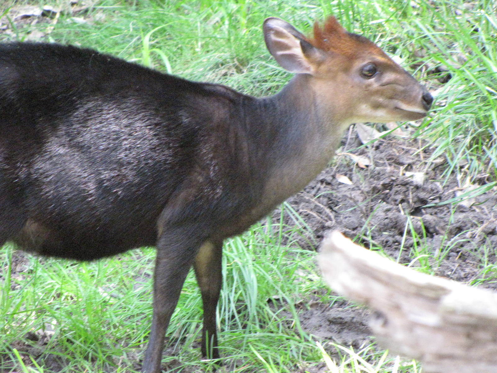 Black Duiker