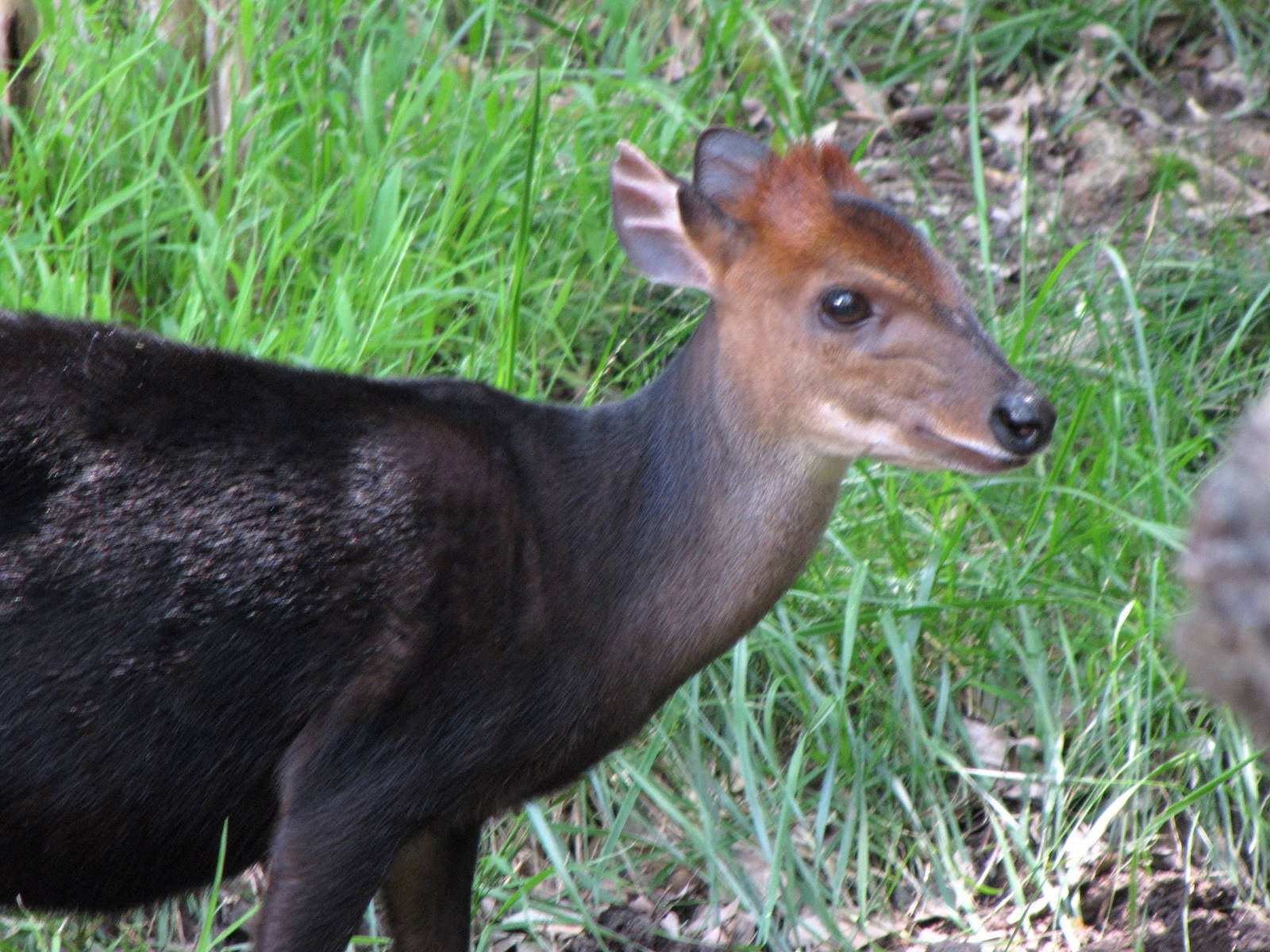 Black Duiker