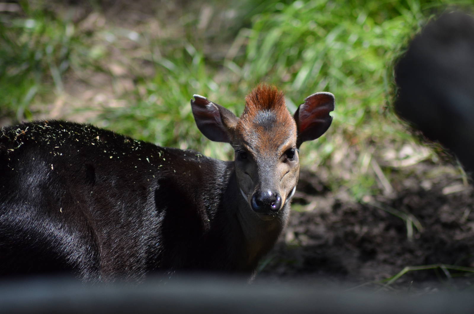 Black Duiker