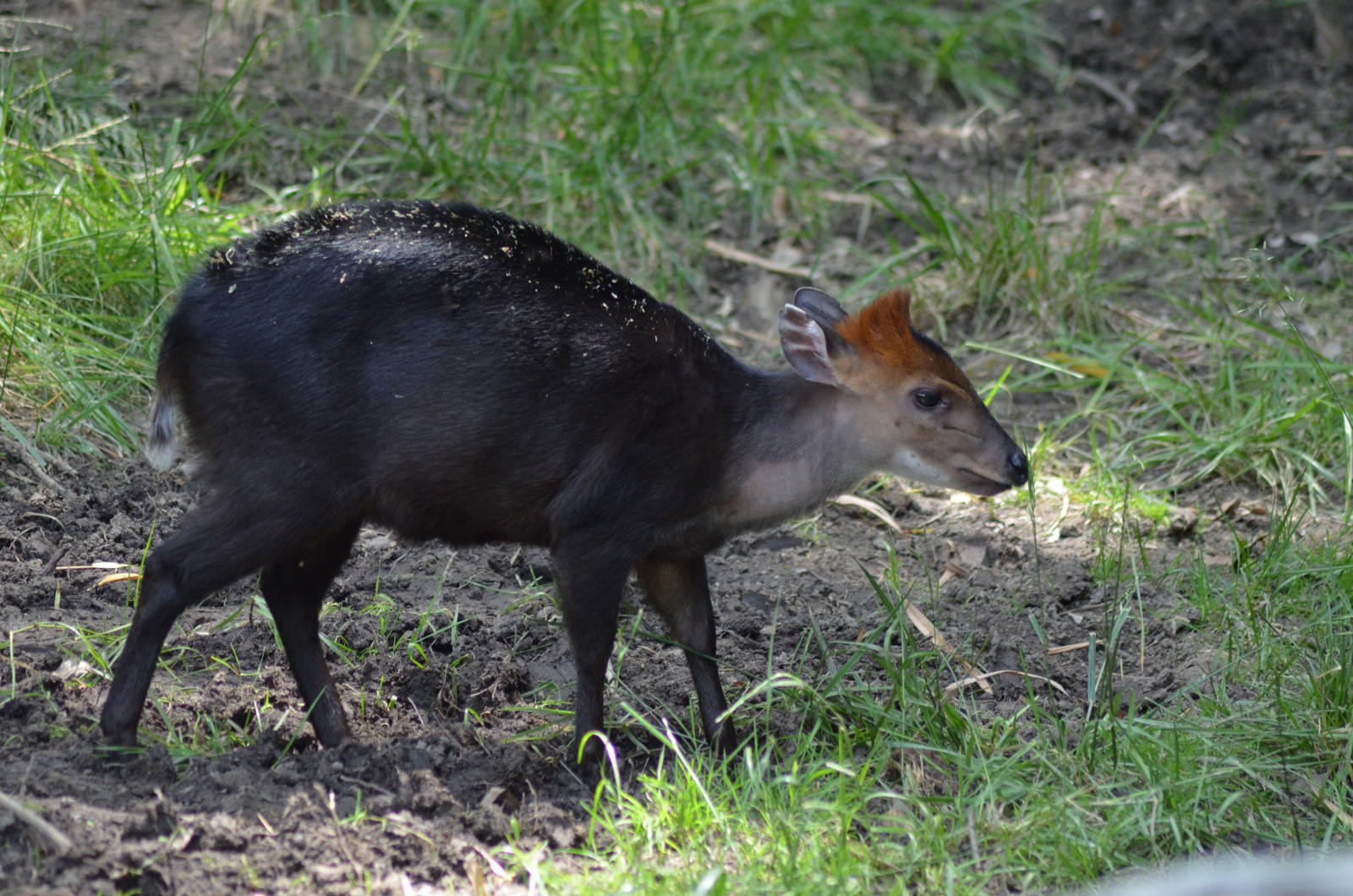 Black Duiker