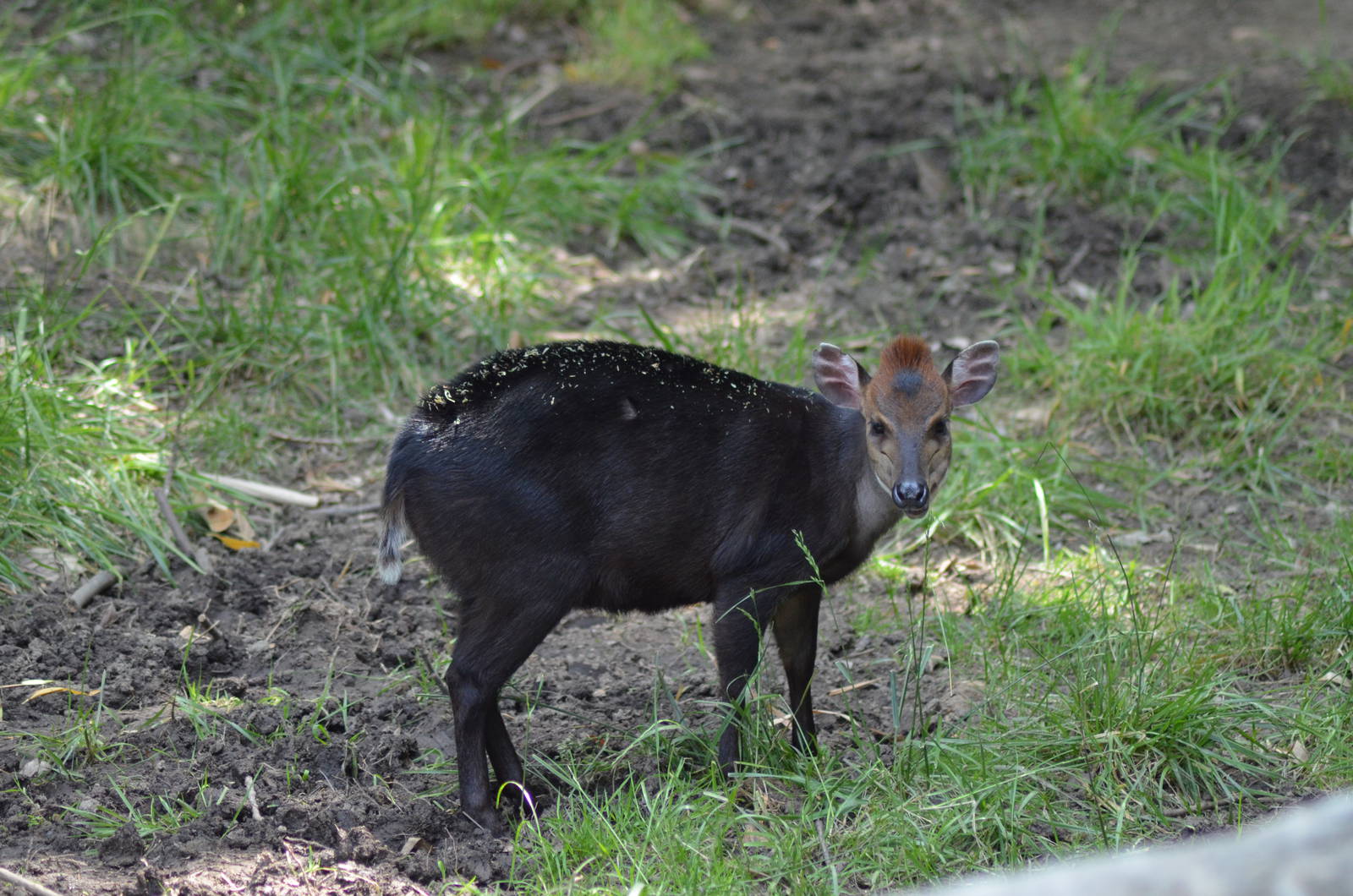 Black Duiker