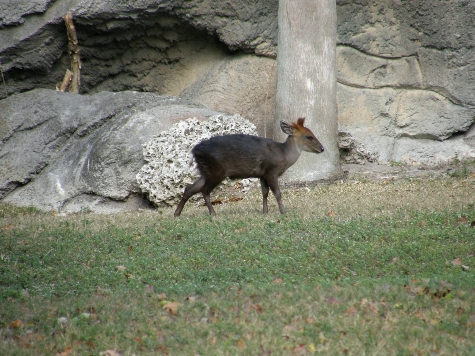 black duiker