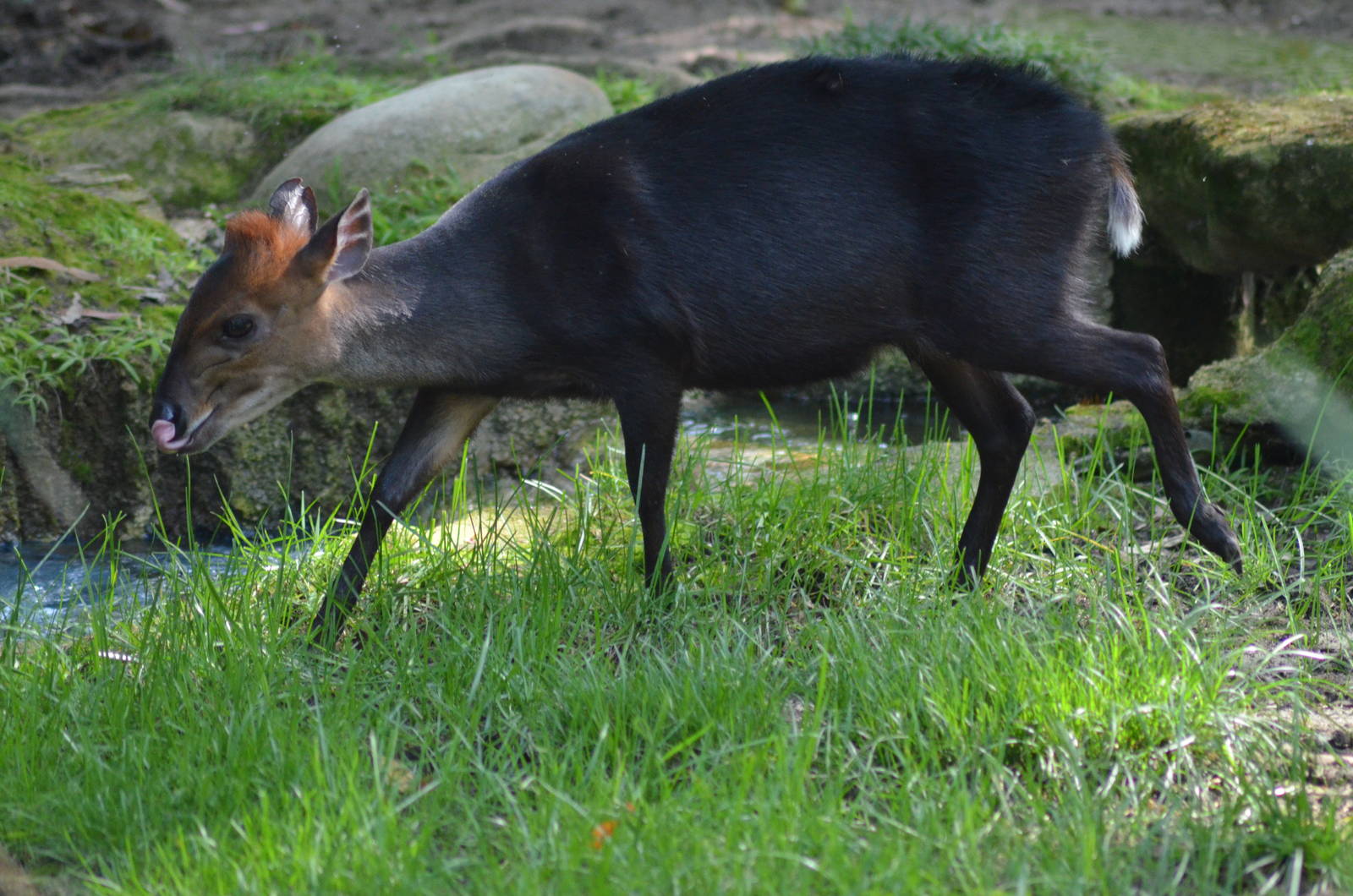 Black Duiker