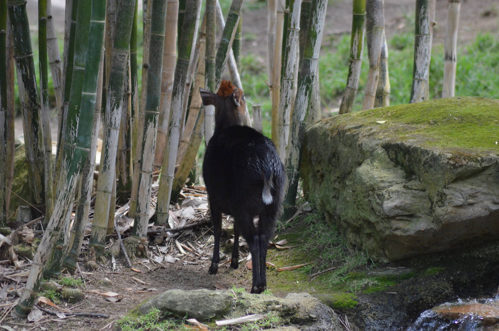 Black Duiker
