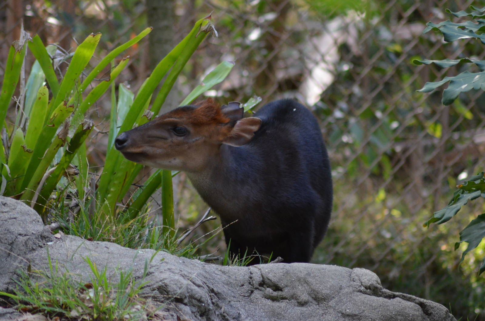 Black Duiker
