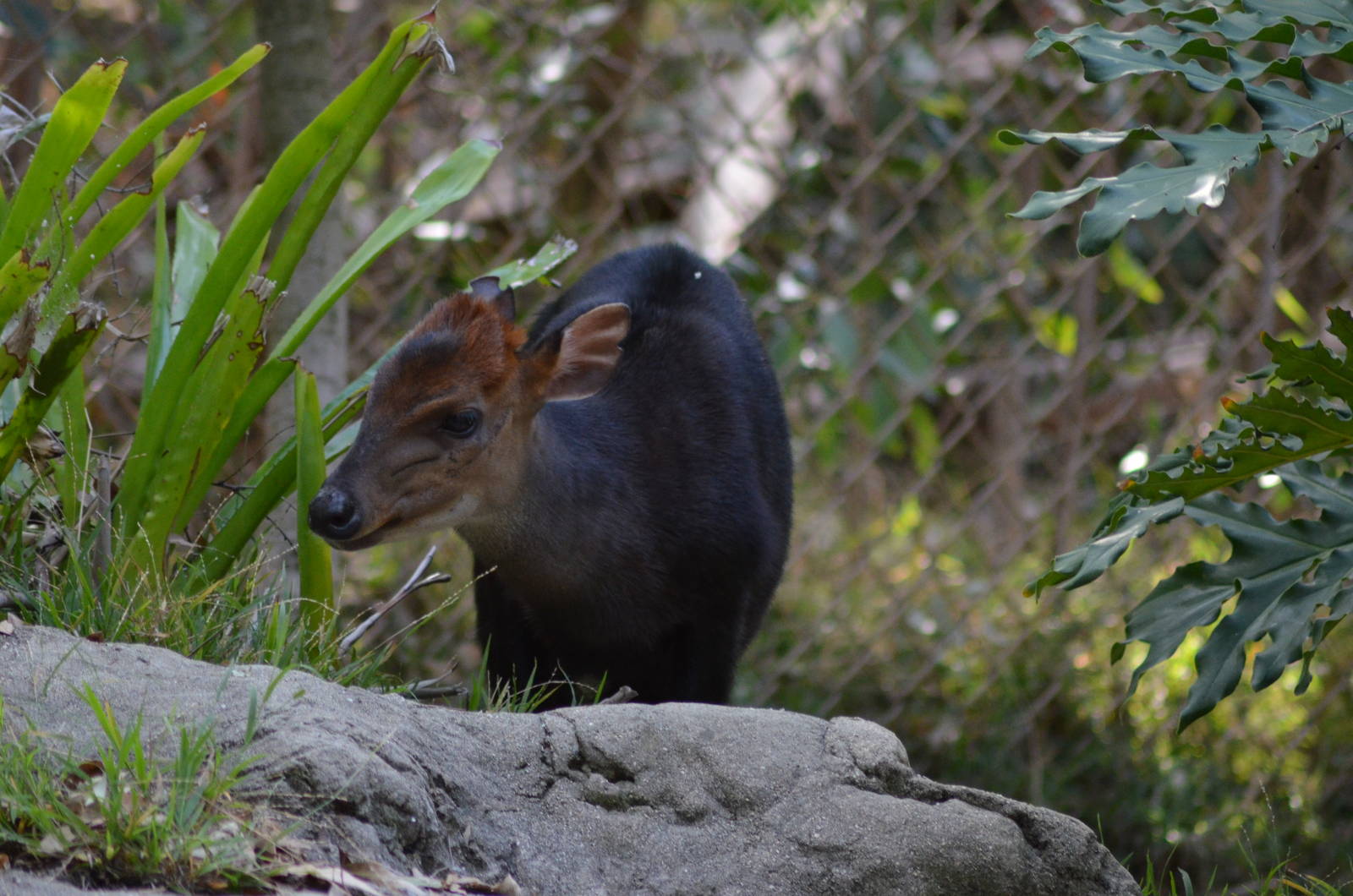 Black Duiker