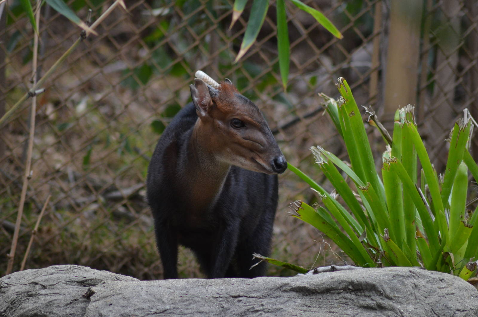 Black Duiker
