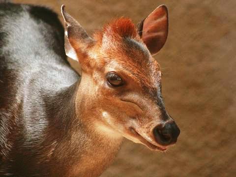 Black Duiker