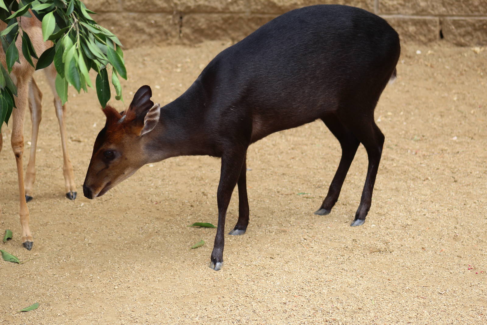Black Duiker