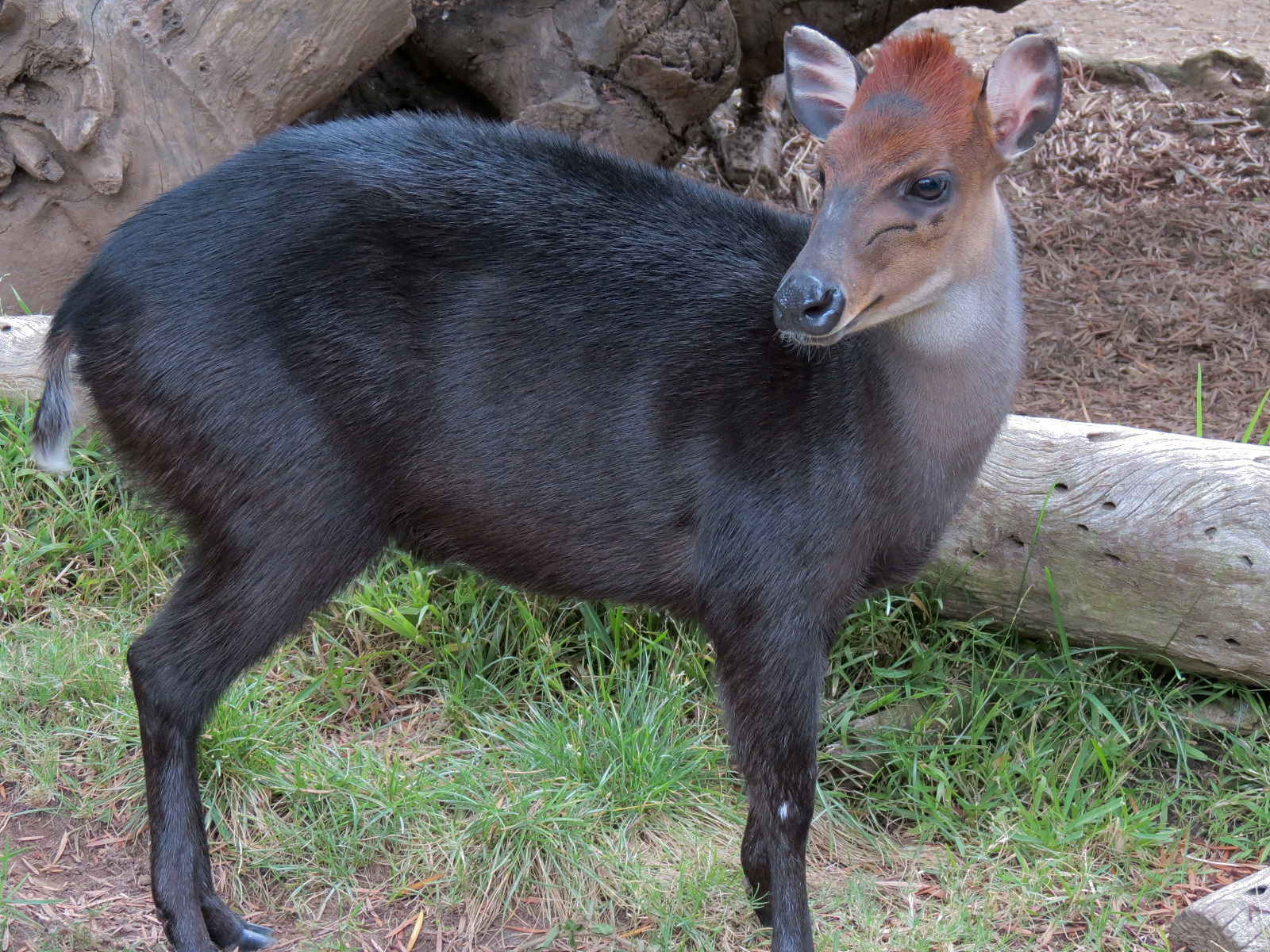 Black Duiker