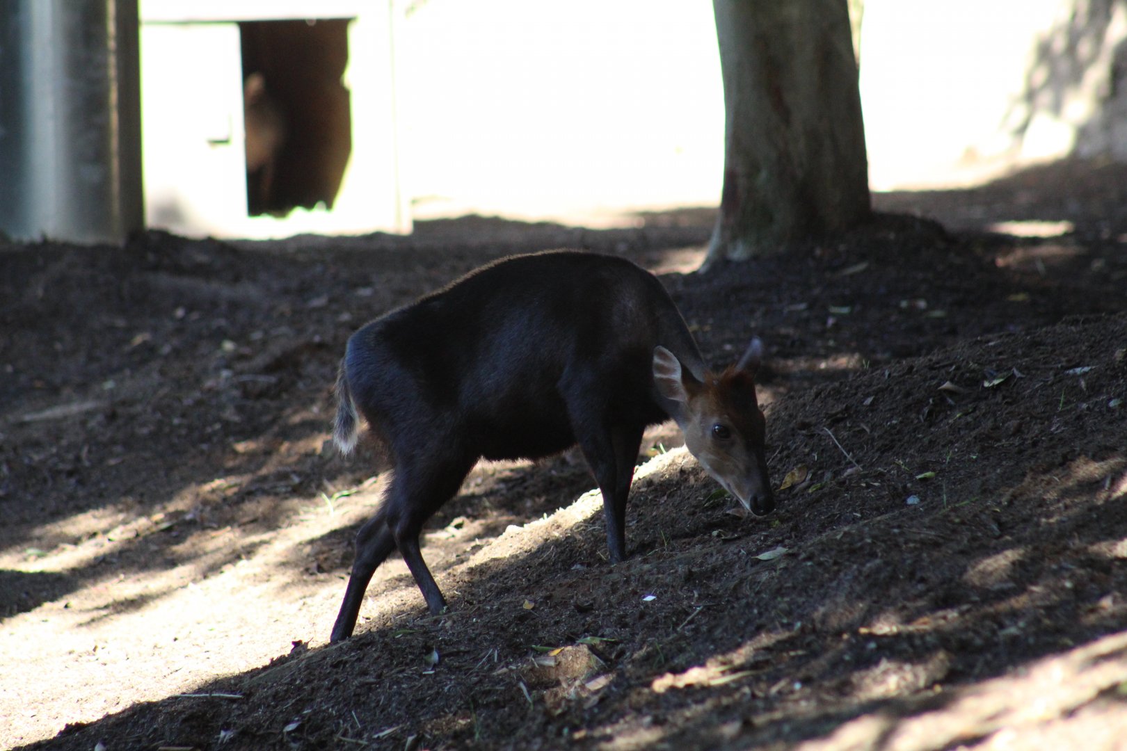 Black Duiker