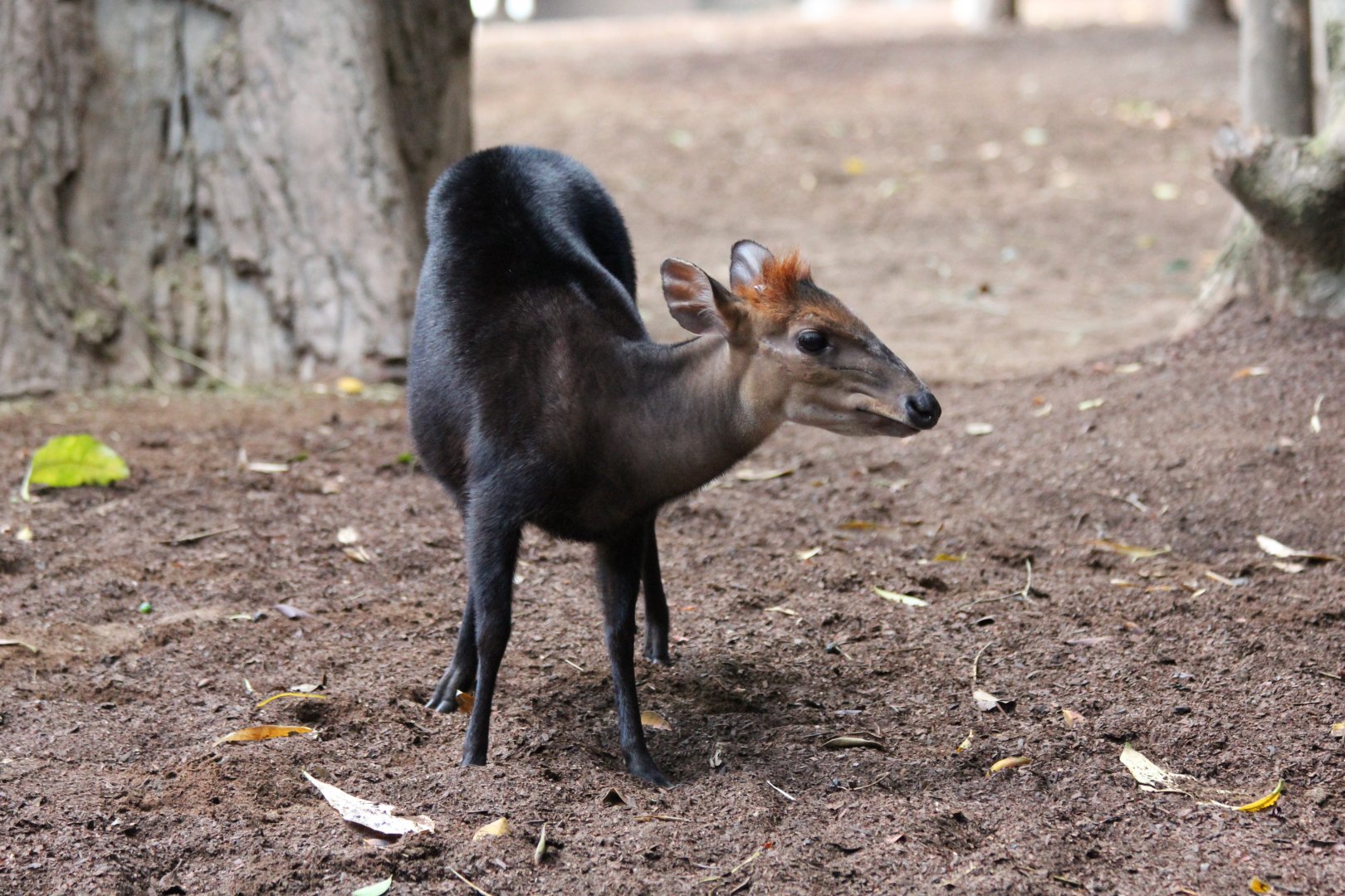 Black Duiker