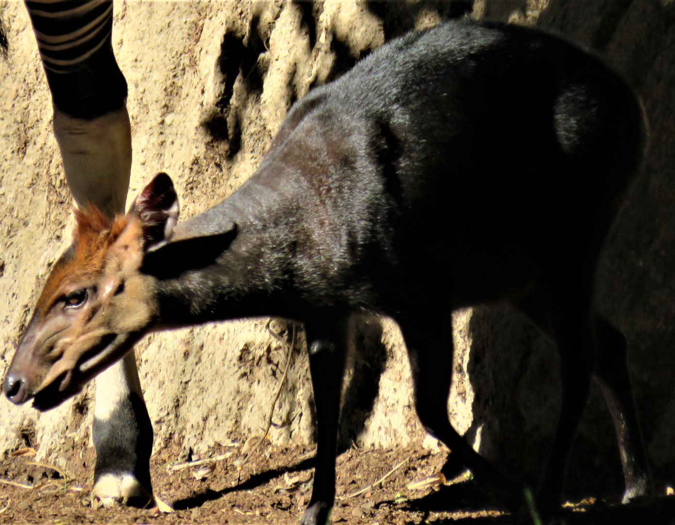 Black duiker