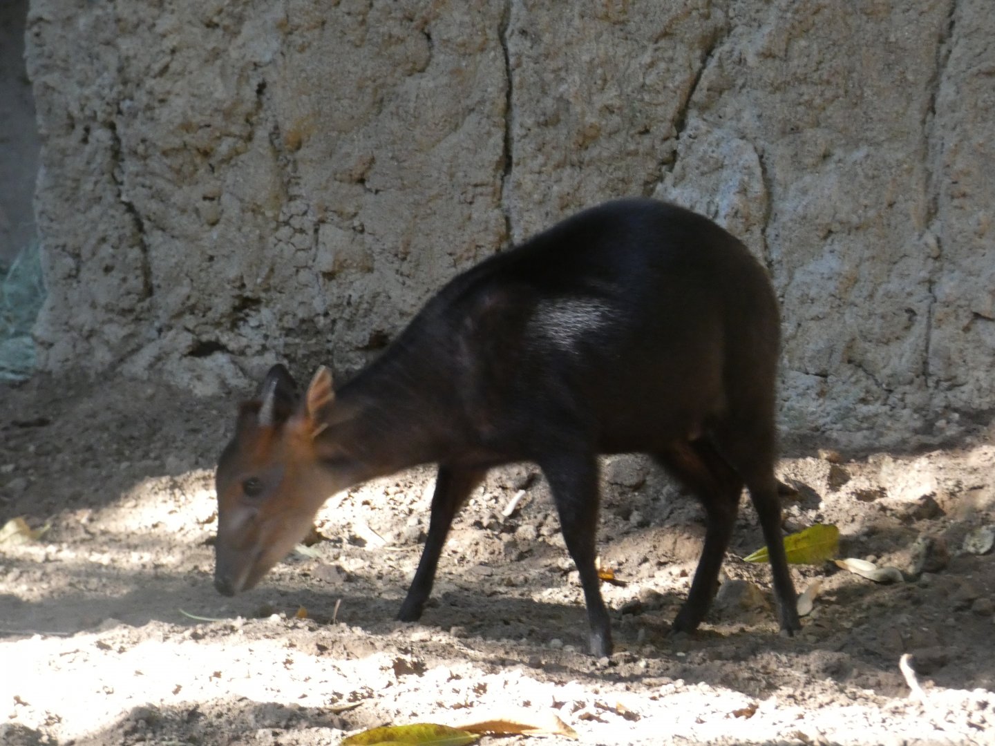 Black Duiker