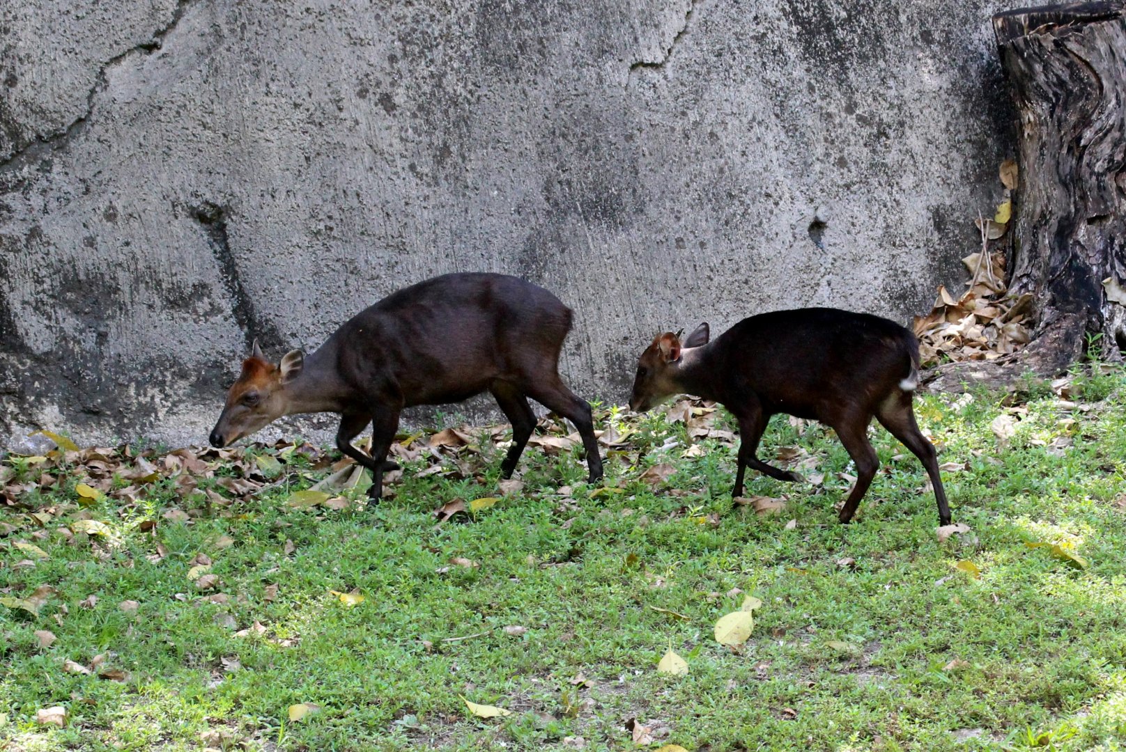 Black Duiker