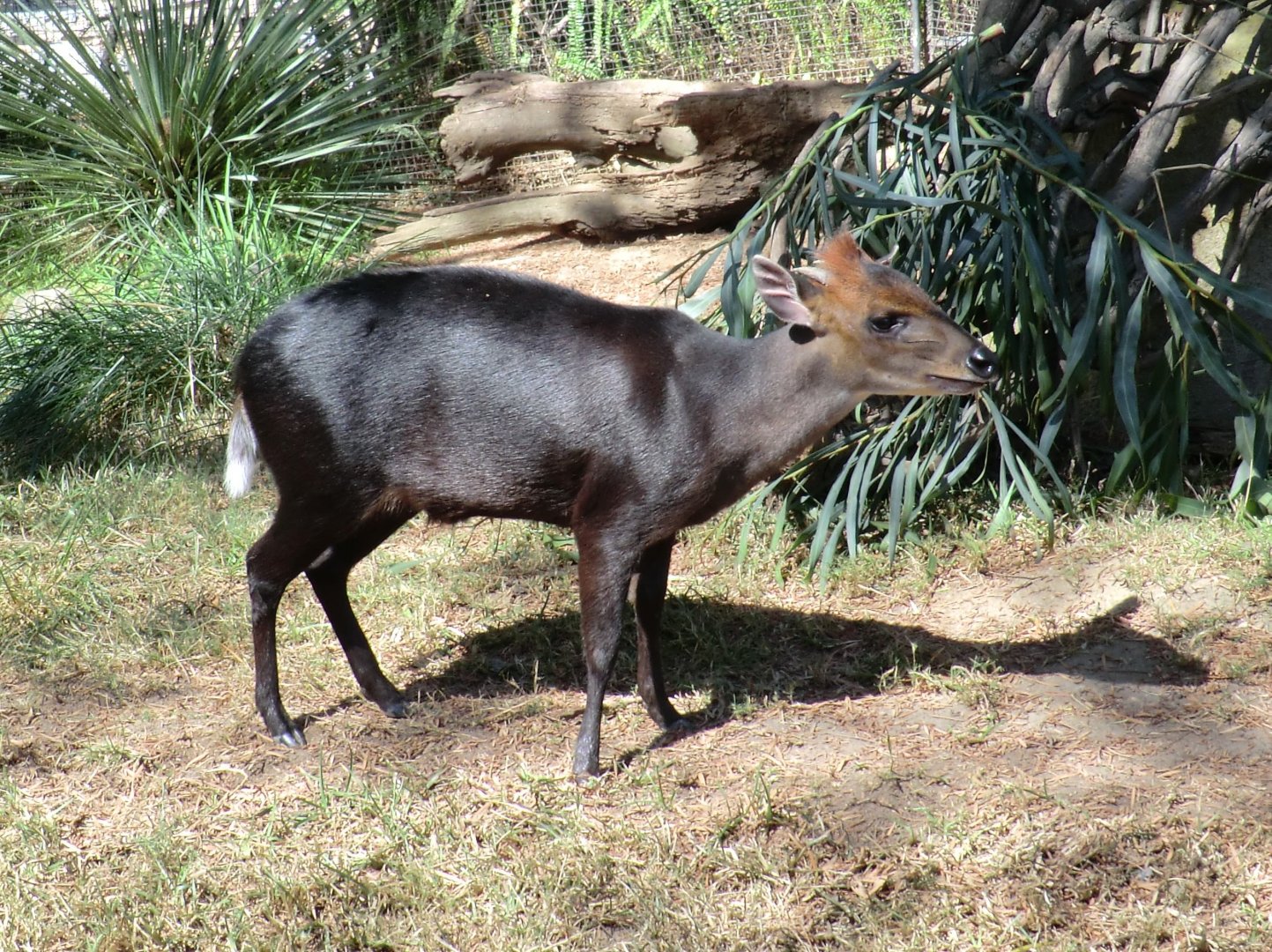 Black duiker