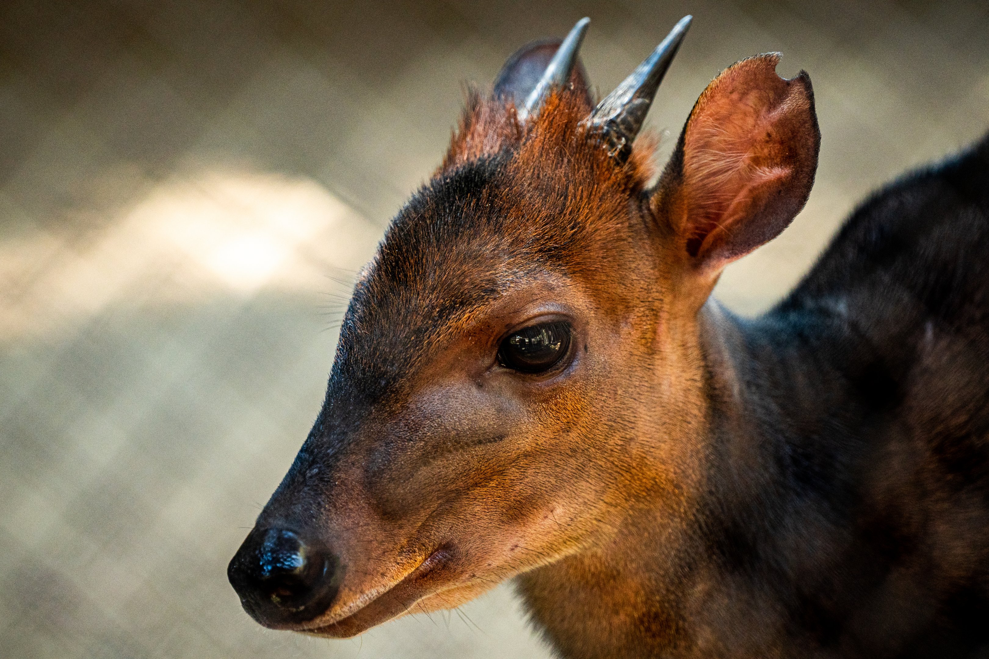Black Duiker