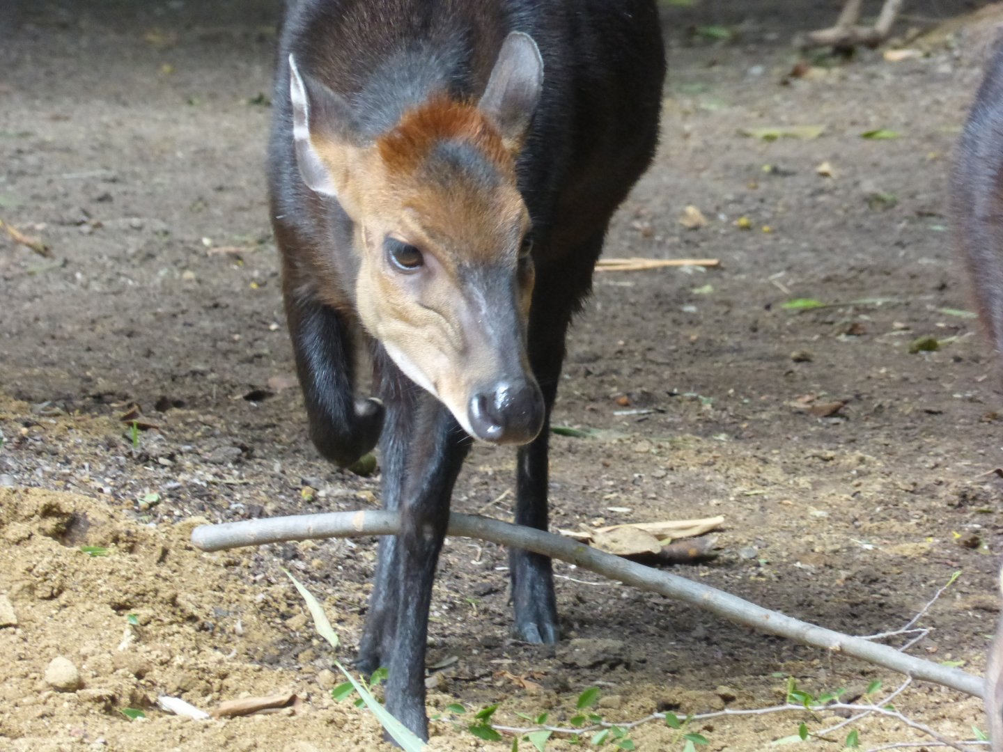 Black duiker