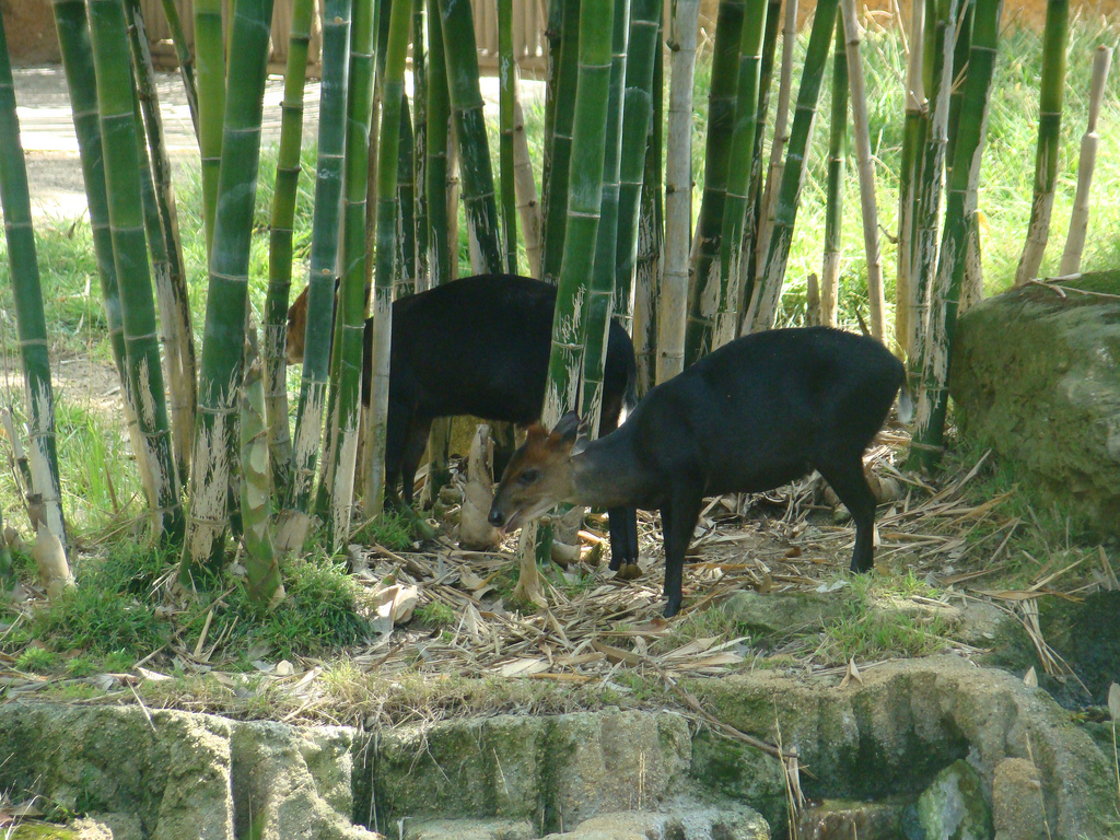 Black Duikers at the Los Angeles Zoo