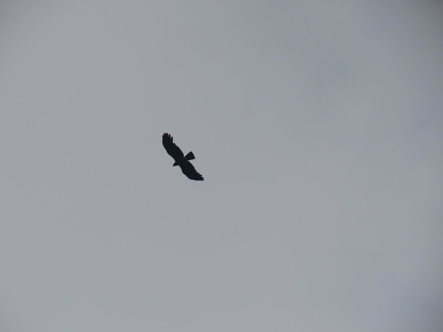 black eagle ctinaetus malaiensis mt kinabalu 2020 januari