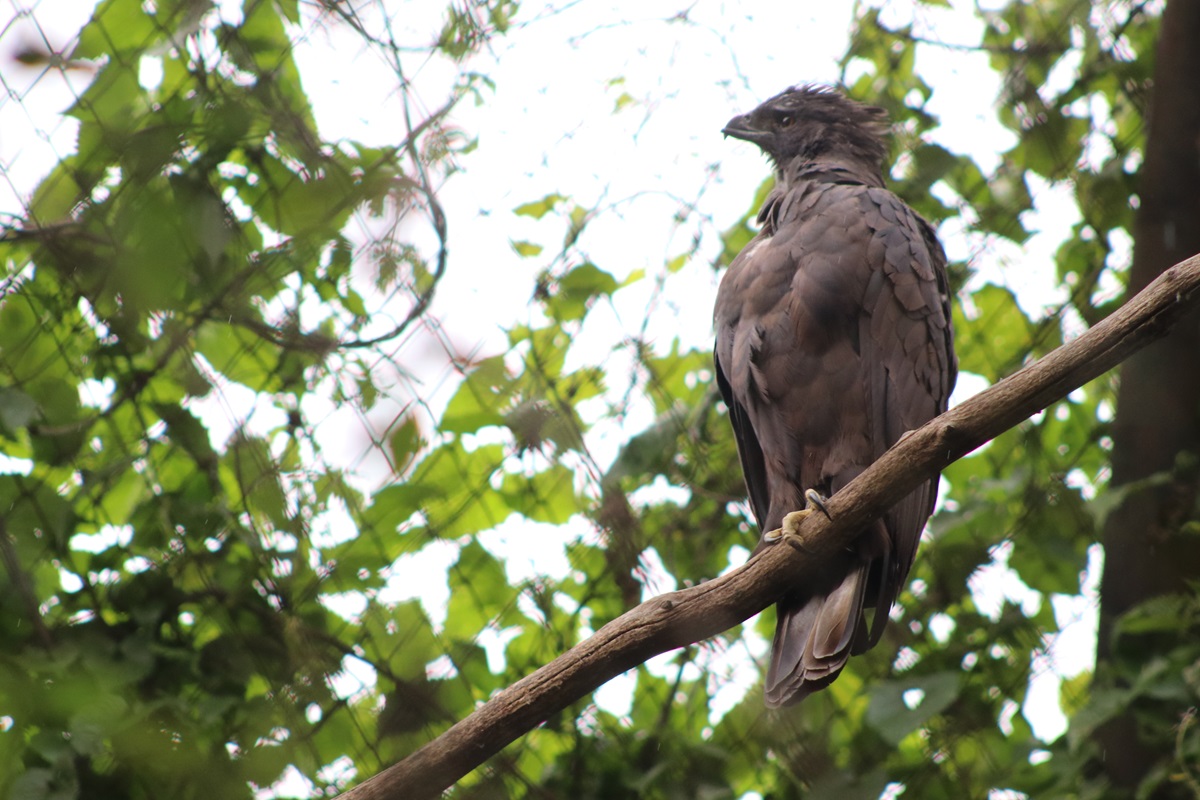 Black Eagle (Ictinaetus malaiensis)