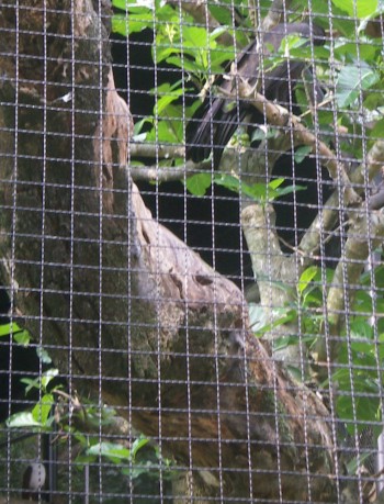 Black Eagle (Ictinaetus malayensis) shared exhibit