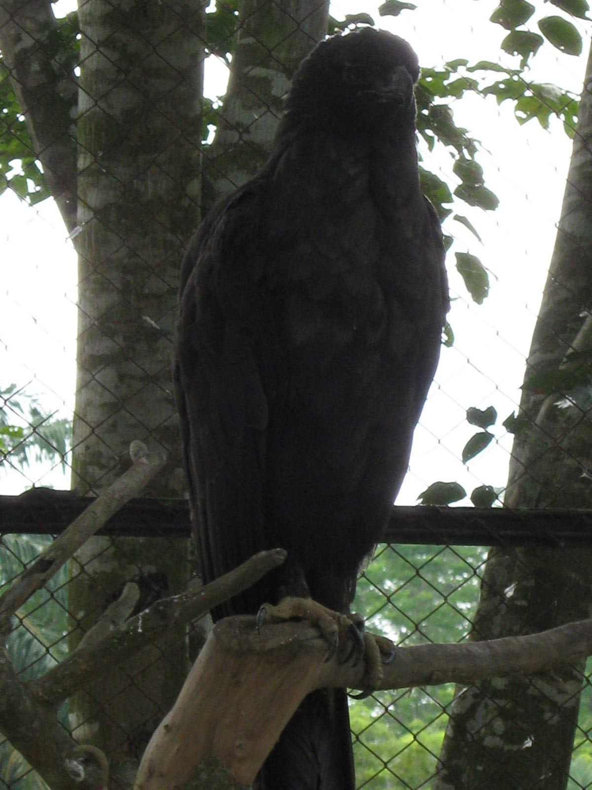 black eagle (Ictinaetus malayensis)