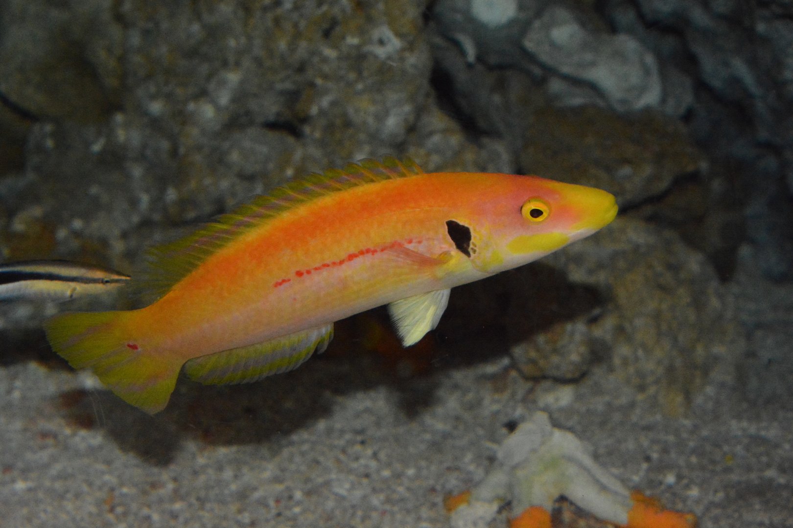 Black ear hogfish (Bodianus tanyokidus)