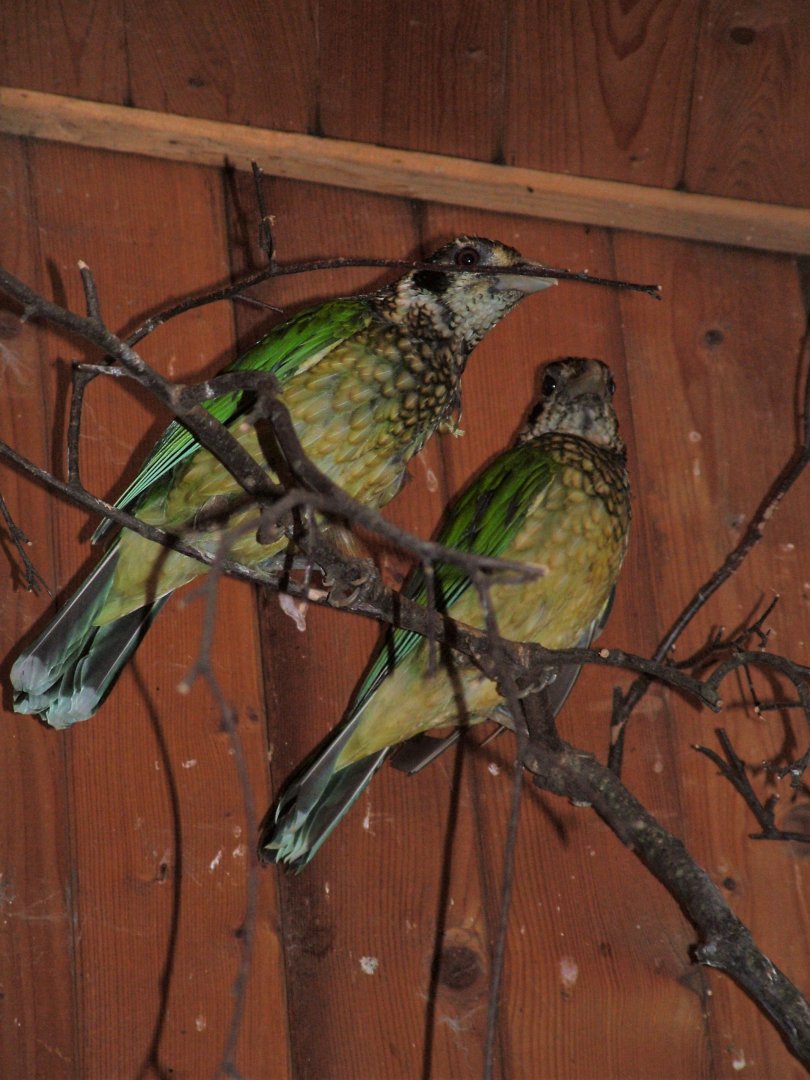 Black-eared Catbirds at Prague Zoo, 02/09/2012