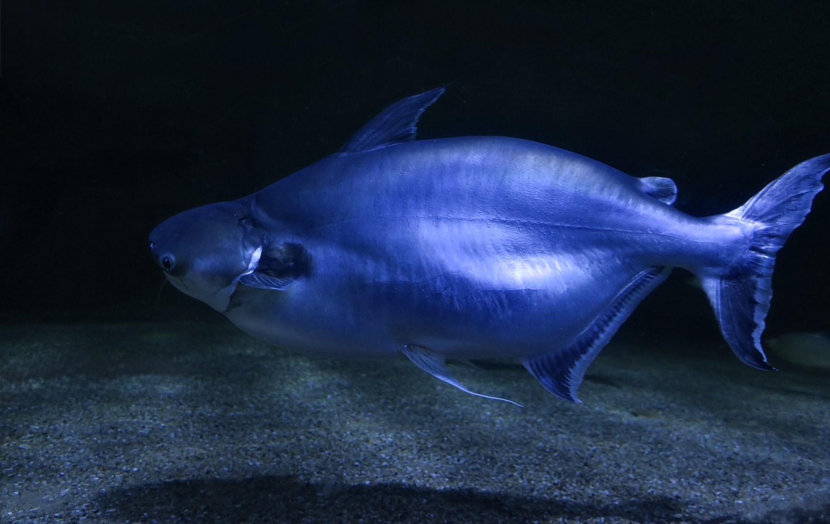 Black-Eared Catfish (Pangasius larnaudii)