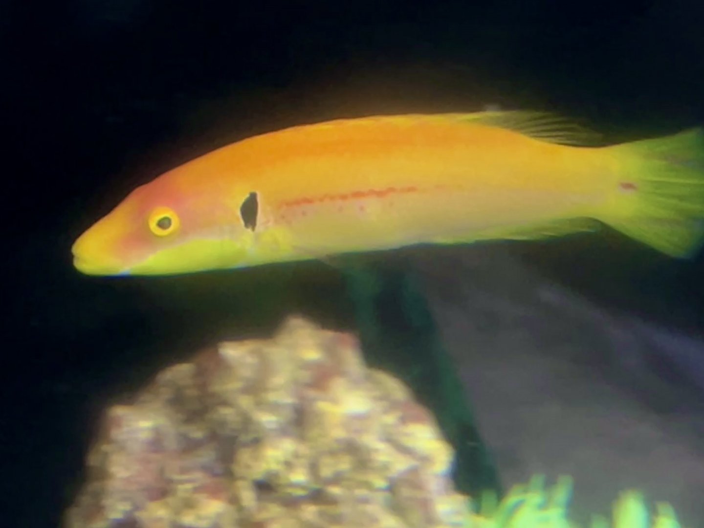 Black-eared Hogfish (Bodianus tanyokidus)