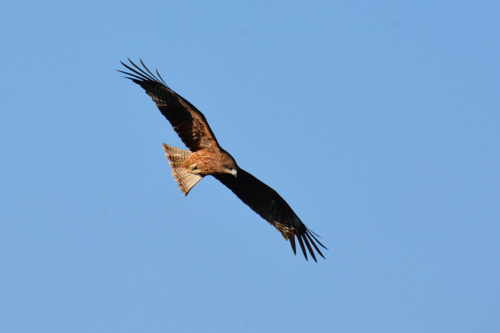 Black-eared kite (Milvus migrans lineatus)