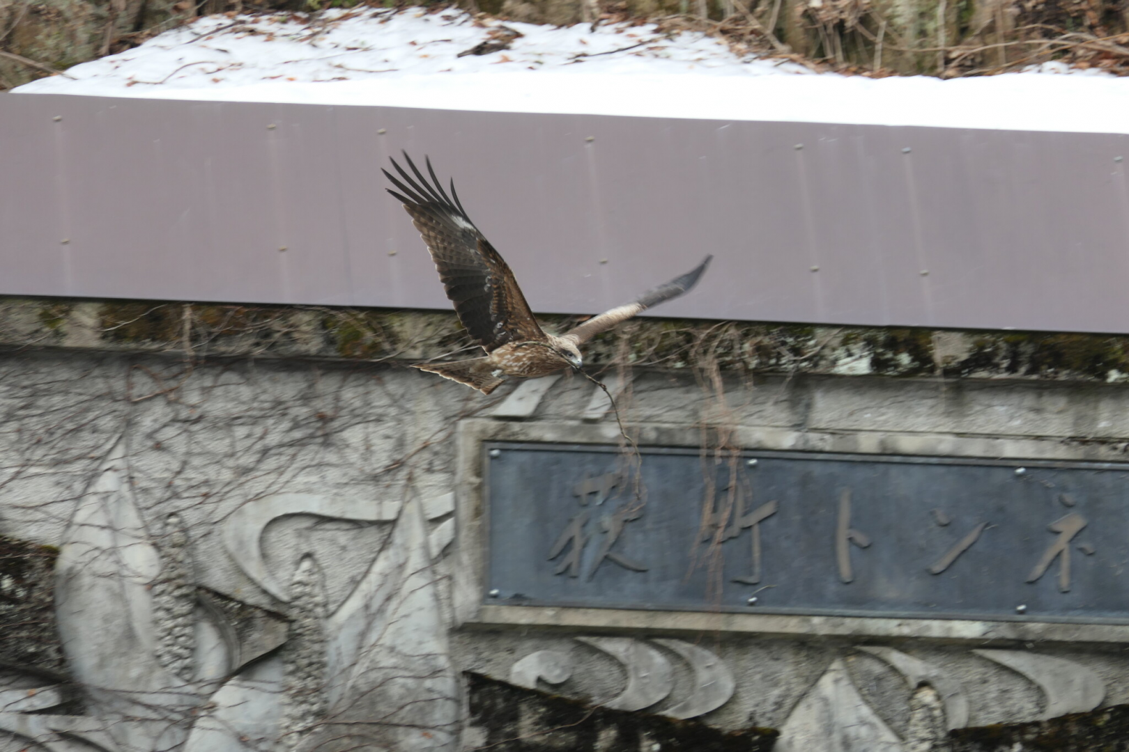 Black-eared Kite (Milvus migrans lineatus)