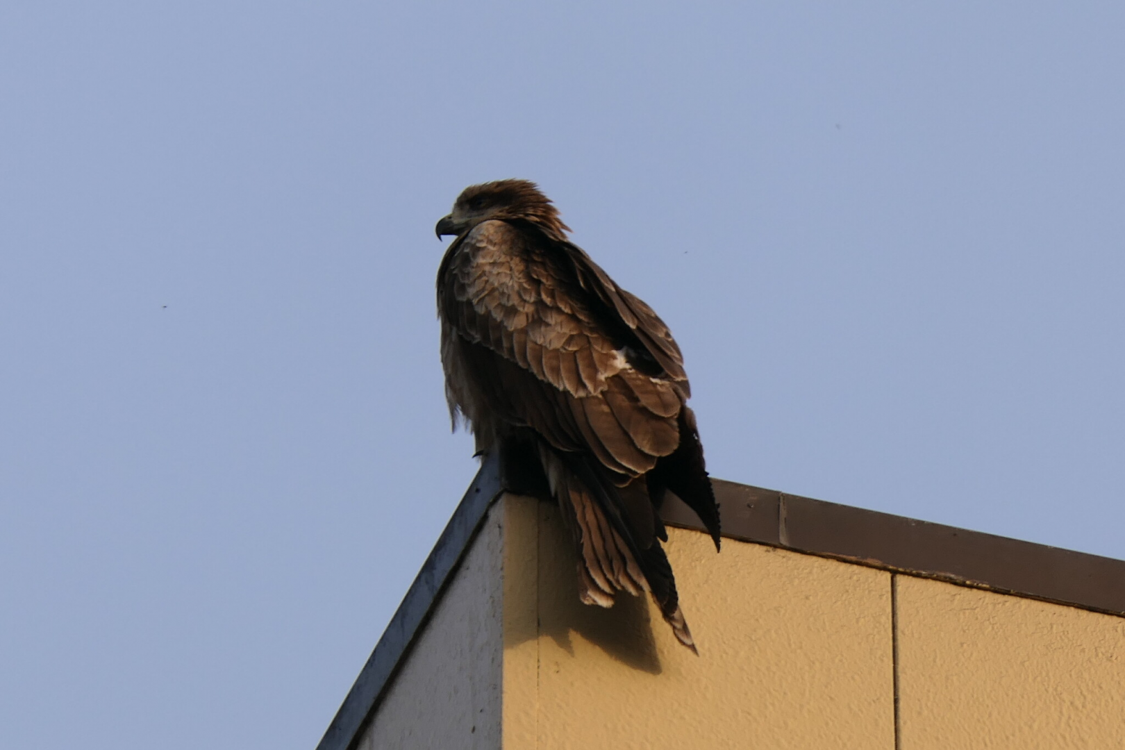 Black-eared Kite (Milvus migrans lineatus)