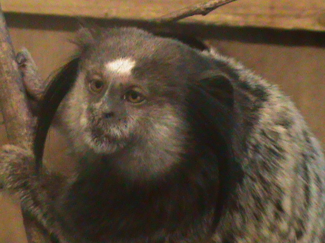black-eared marmoset 080811