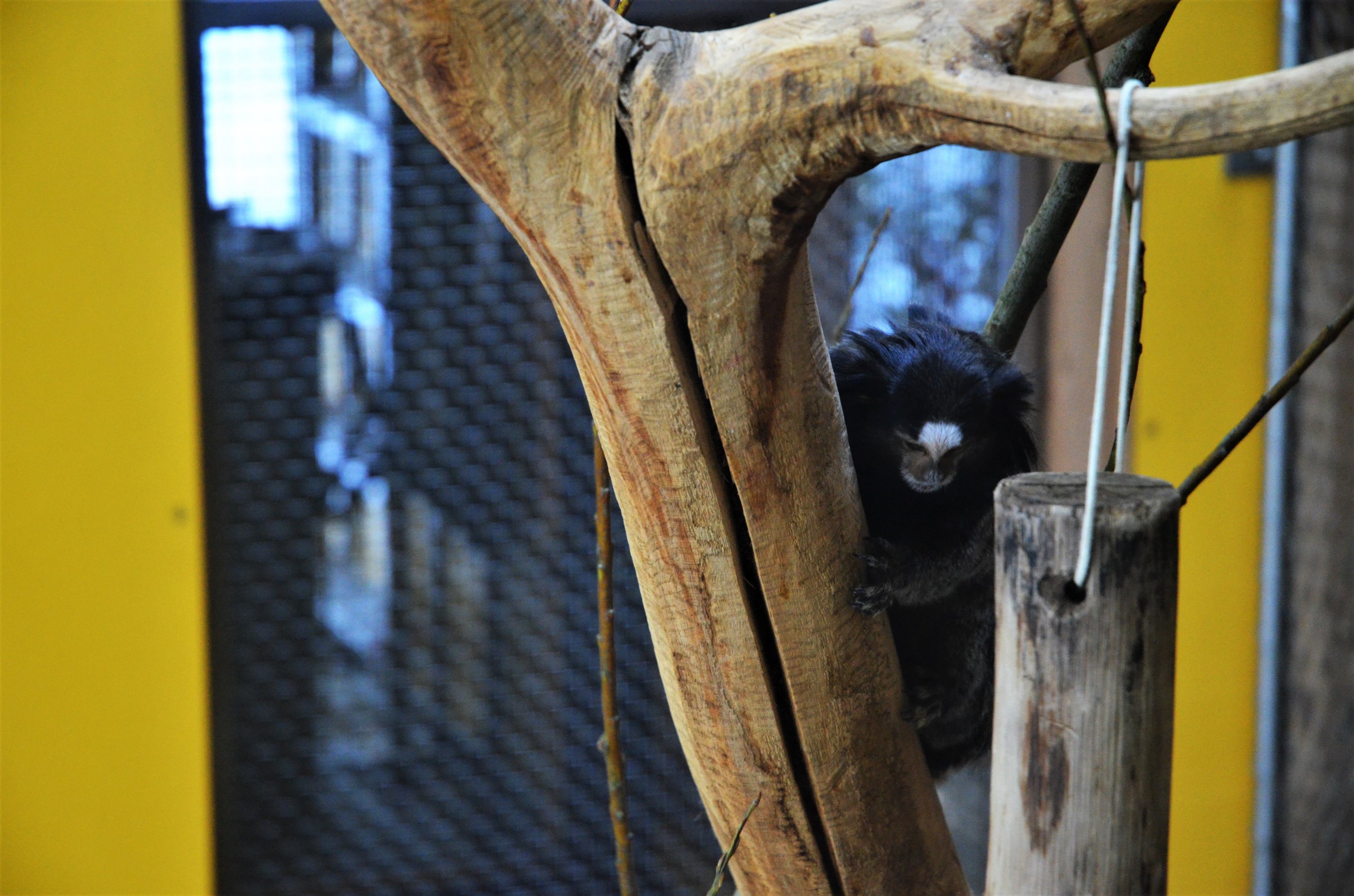 Black-eared Marmoset at Ljubljana Zoo, 07/03/18