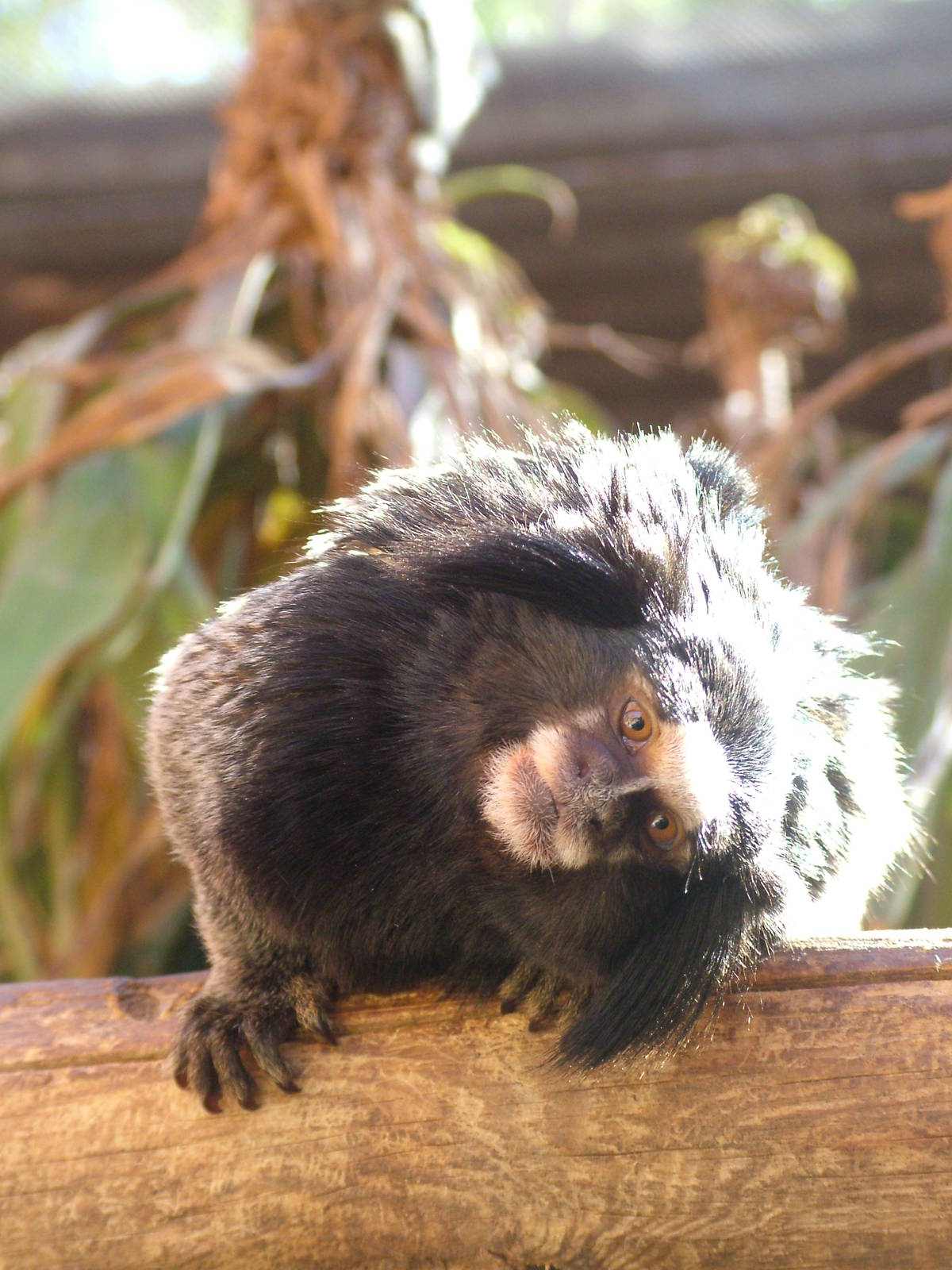 Black-eared Marmoset at Monkey Park, 09/11/10