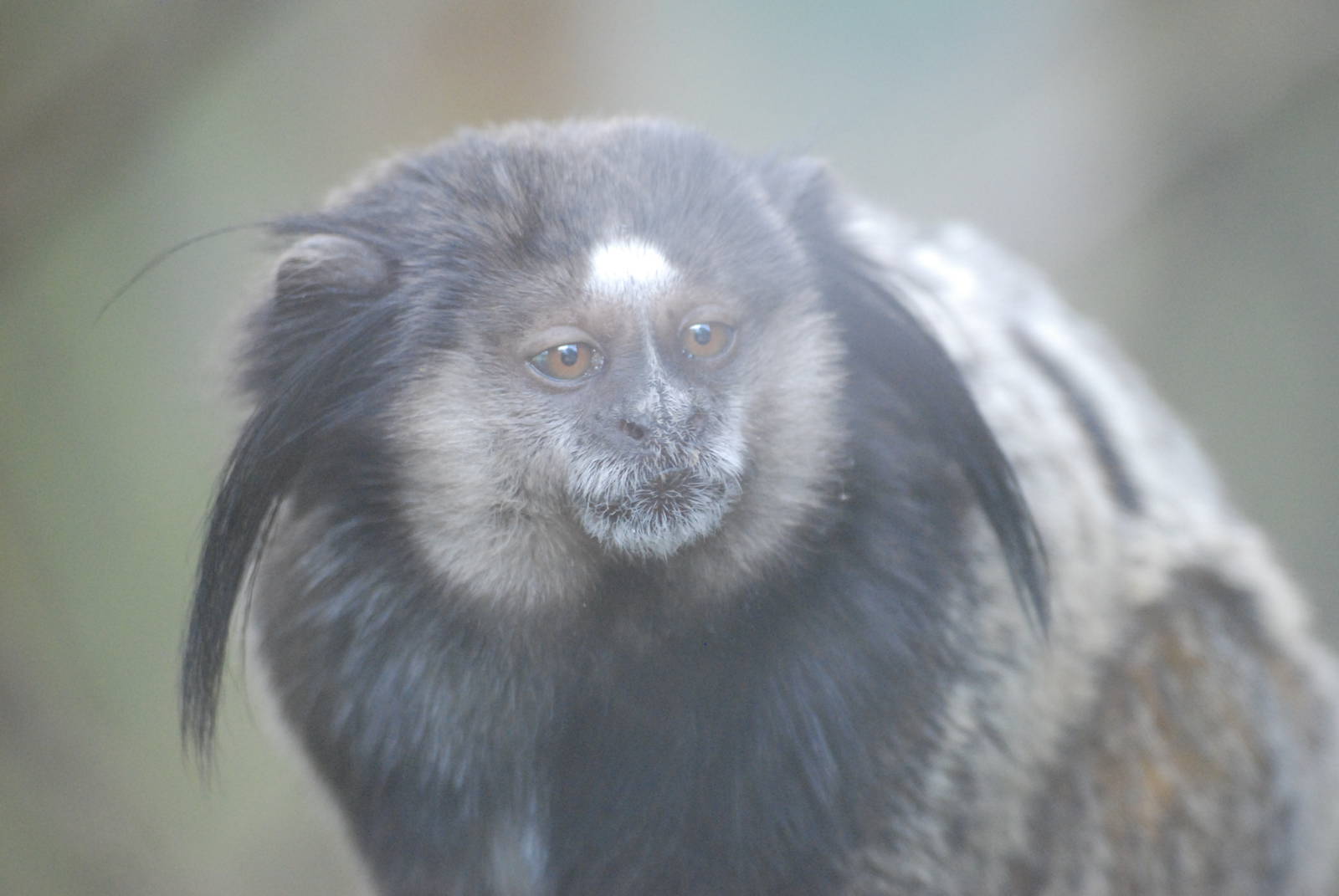 Black-eared Marmoset at Twycross, 18/06/11