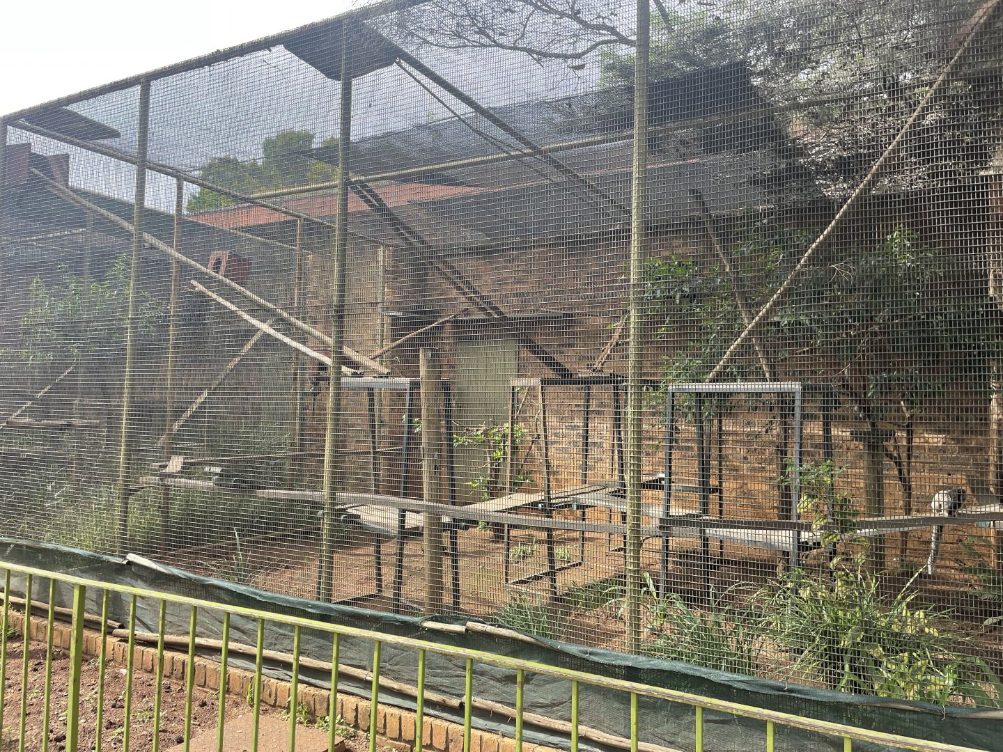 Black-eared Marmoset Exhibit (Callithrix penicillata)